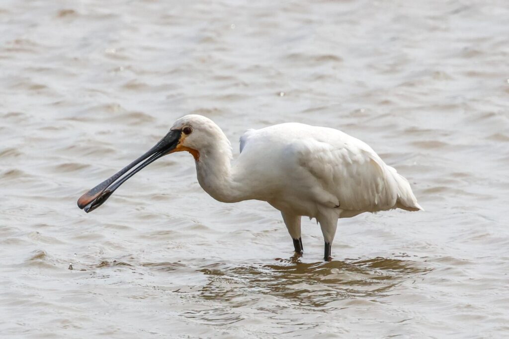 Spoonbill