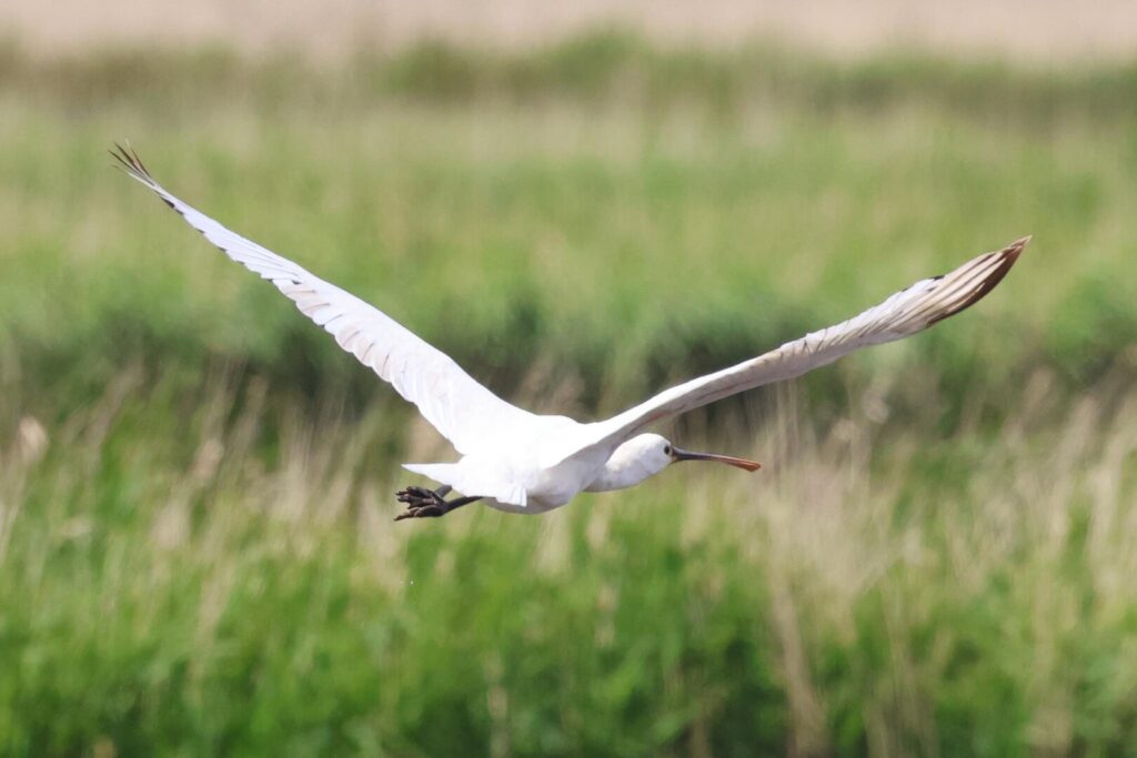 Spoonbill