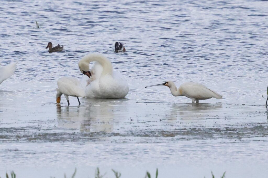 Spoonbills