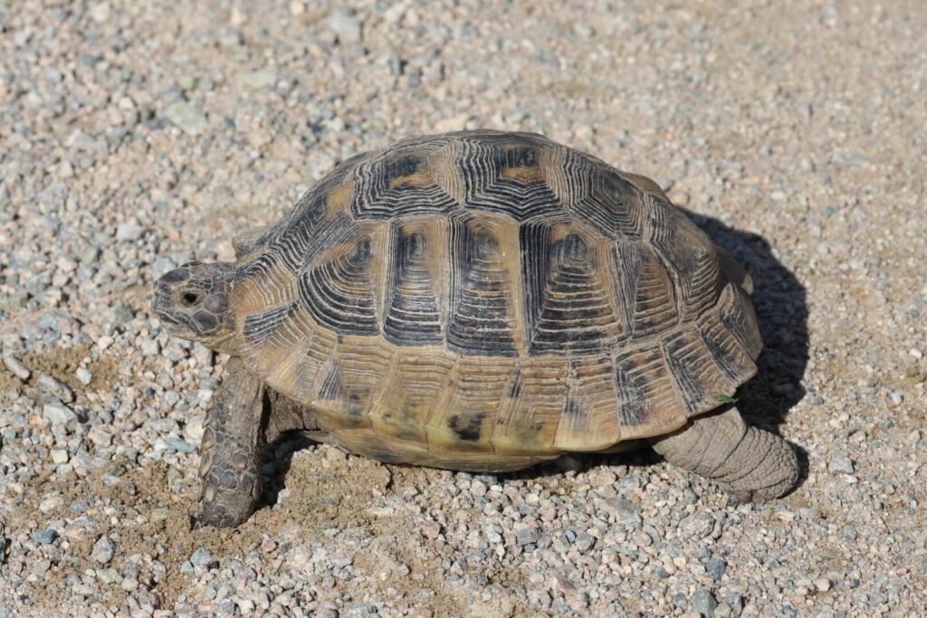 Spur-thighed Tortoise