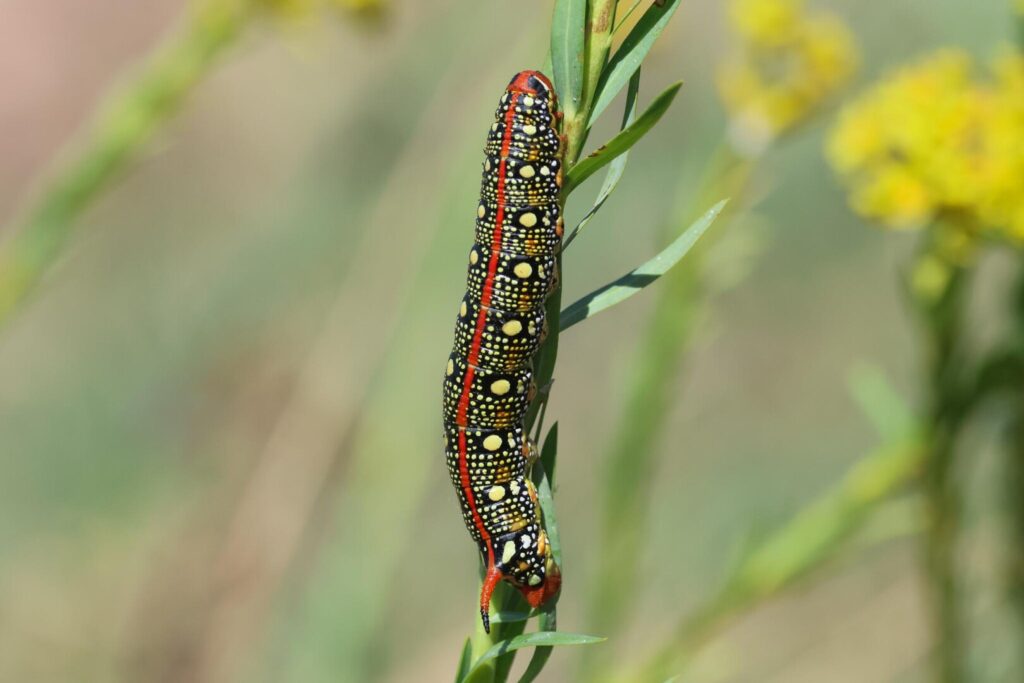 Spurge Hawkmoth caterpillar