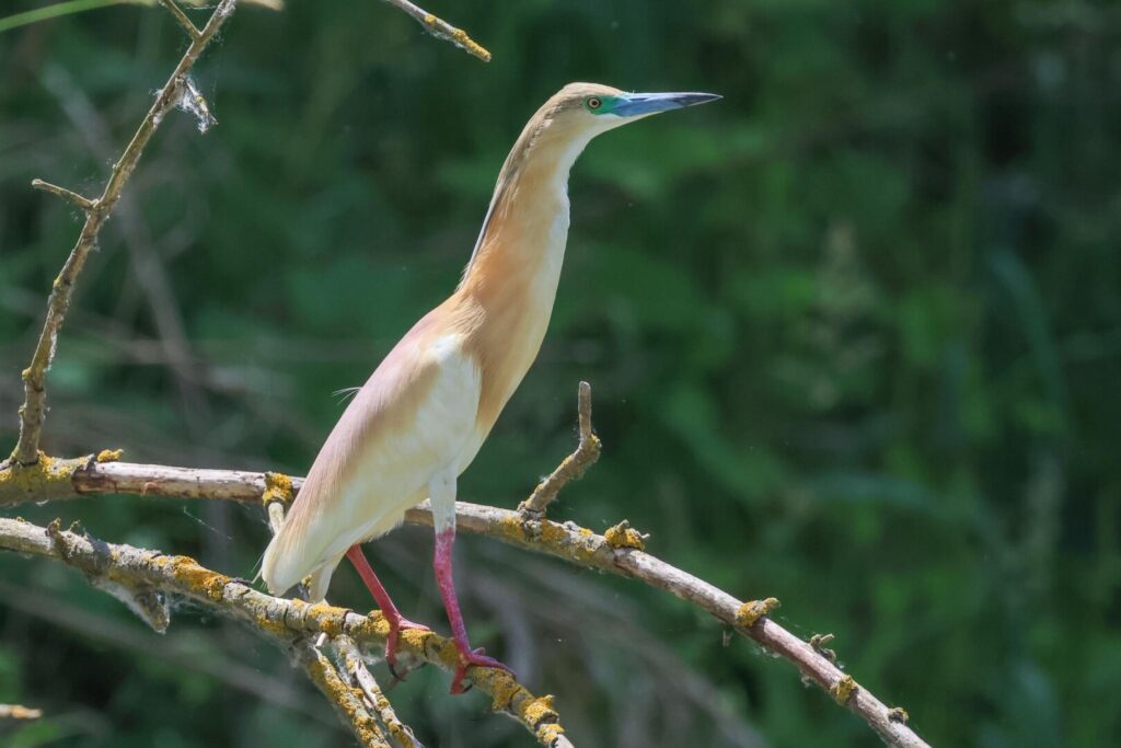 Squacco Heron