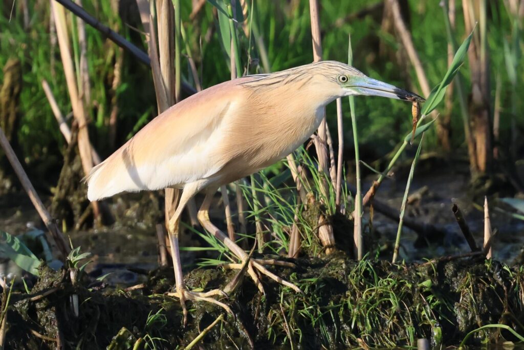 Squacco Heron