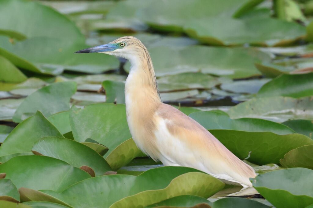 Squacco Heron