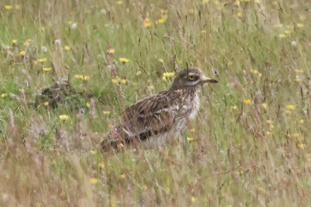 Stone Curlew