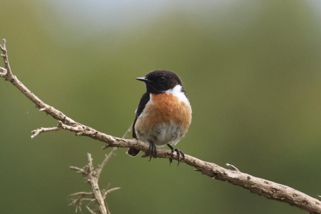 Stonechat