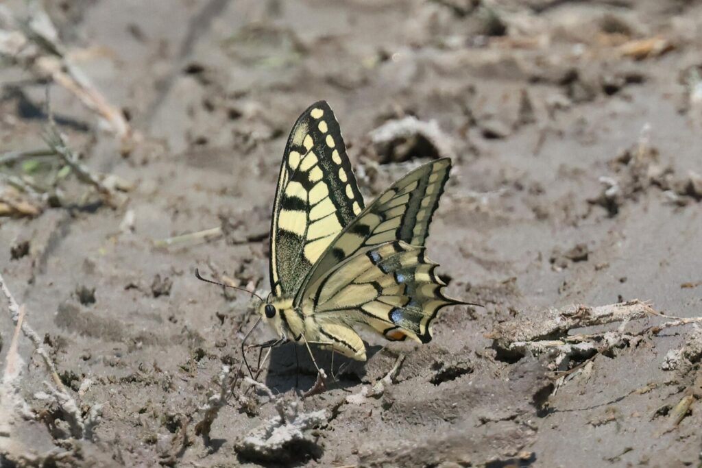 Swallowtail