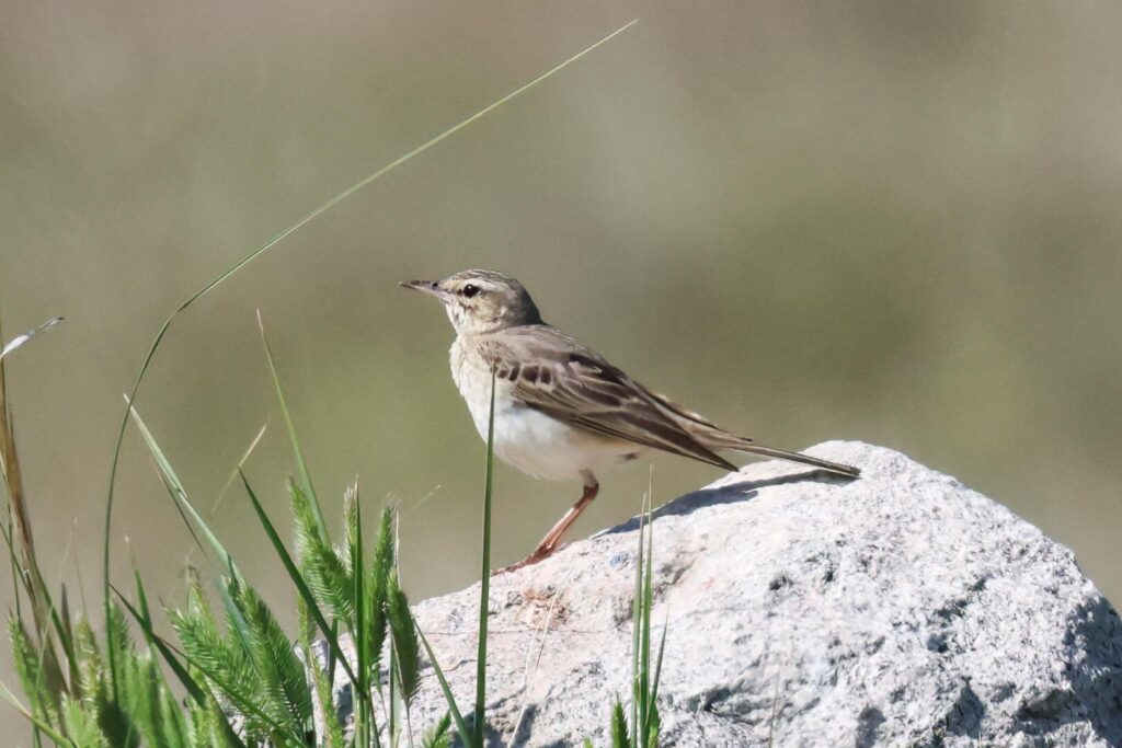 Tawny Pipit