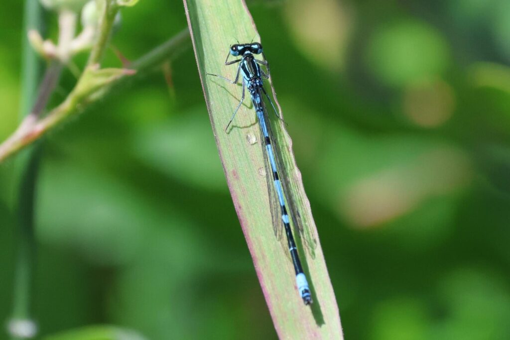 Variable Damselfly