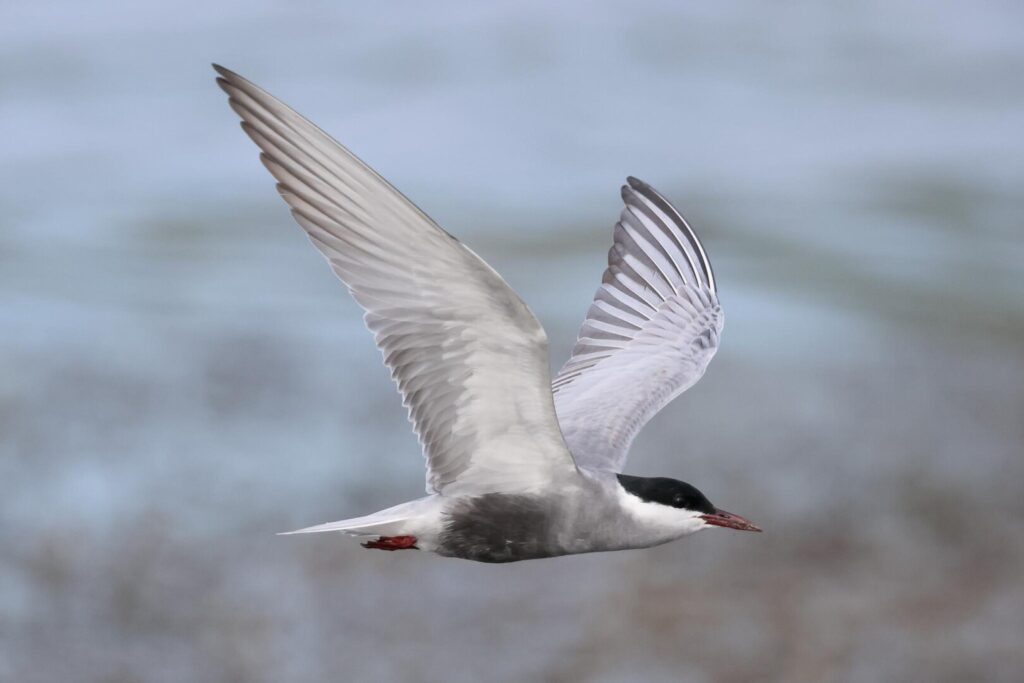 Whiskered Tern