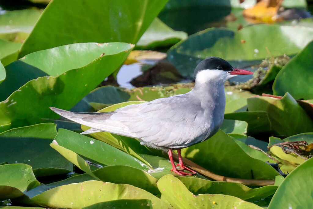 Whiskered Tern