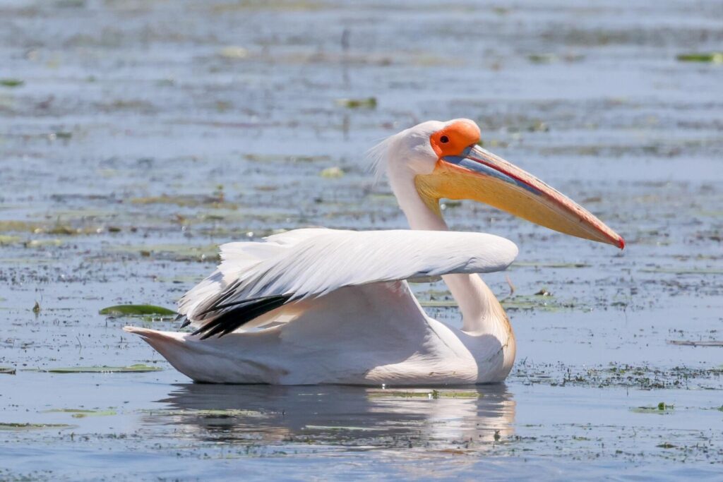 White Pelican