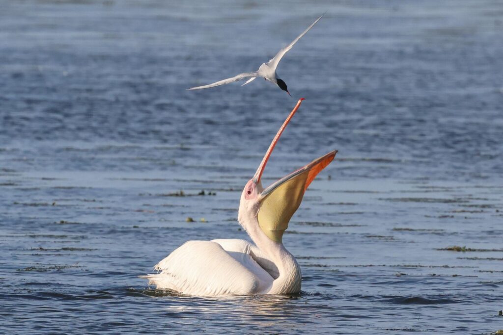 White Pelican vs Common Tern