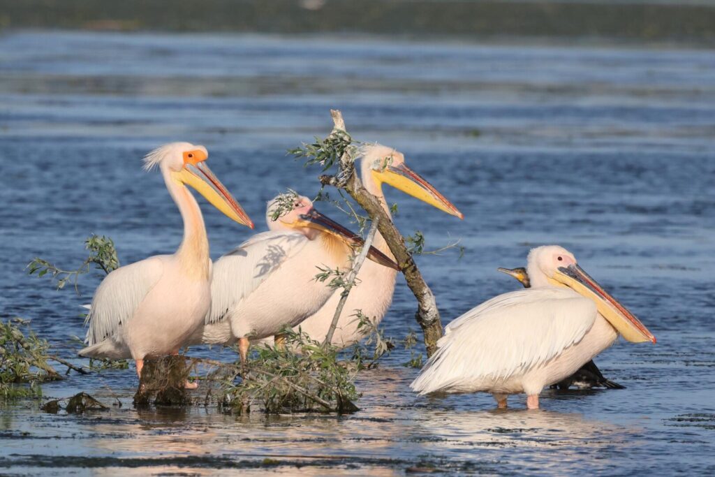 White Pelicans