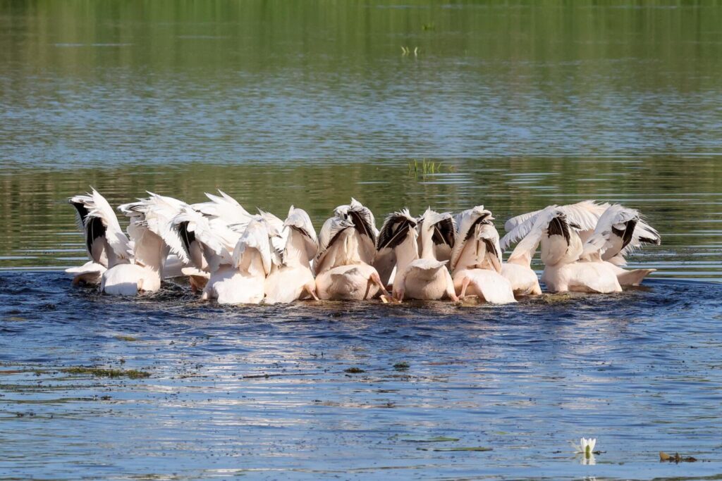 White Pelicans fishing