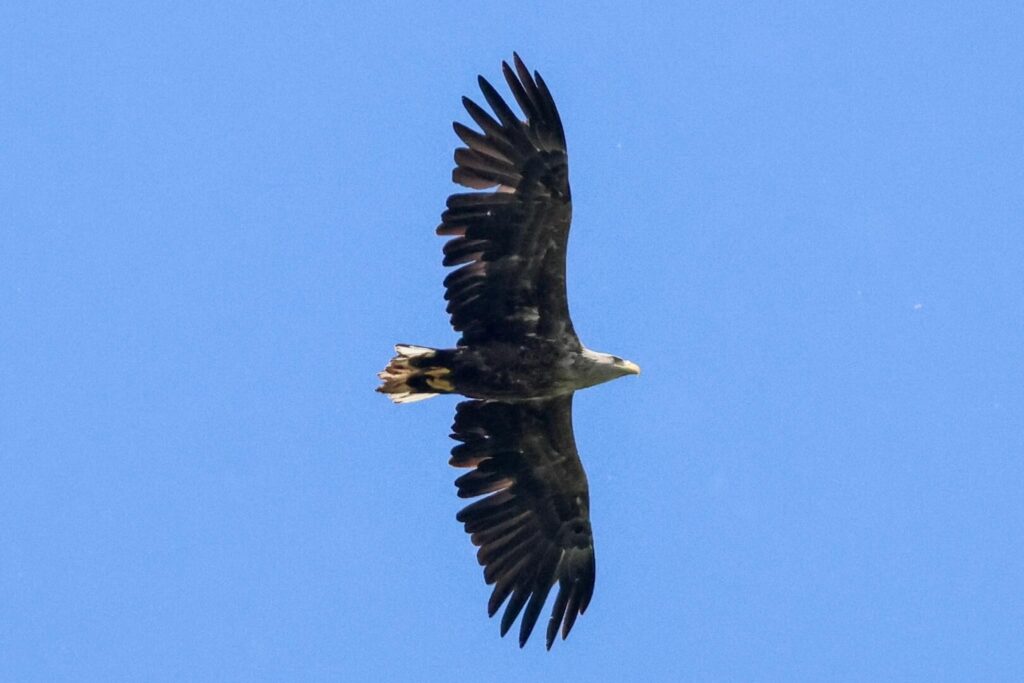 White-tailed Eagle