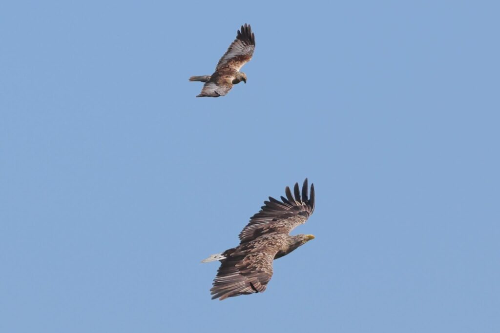 White-tailed Eagle vs Marsh Harrier