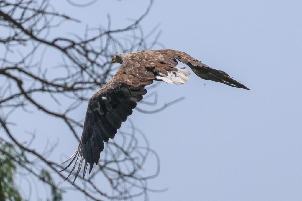 White-tailed Eagle