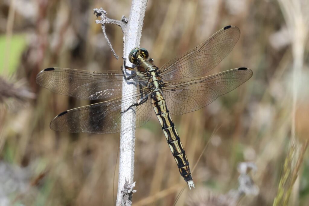 White-tailed Skimmer