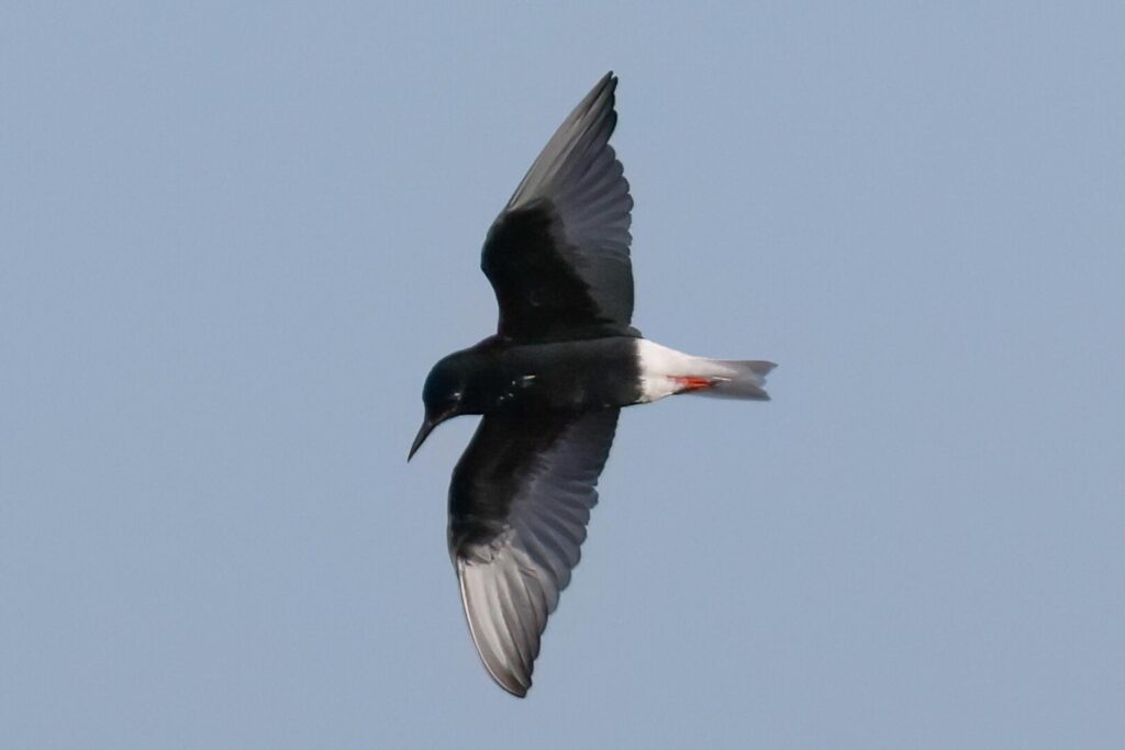 White-winged Black Tern