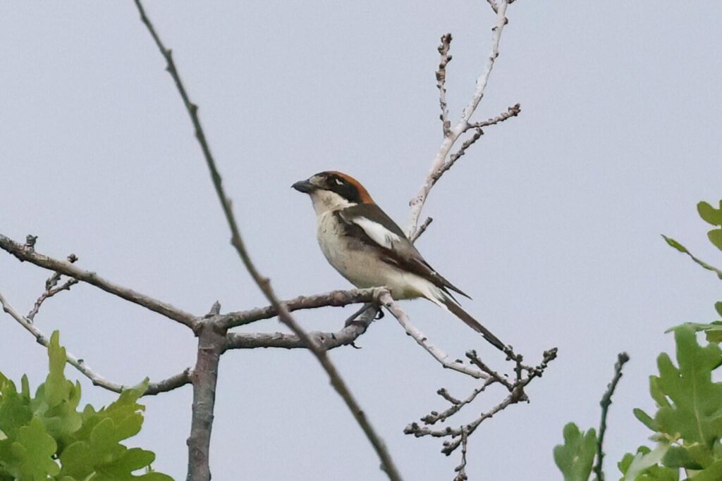 Woodchat Shrike