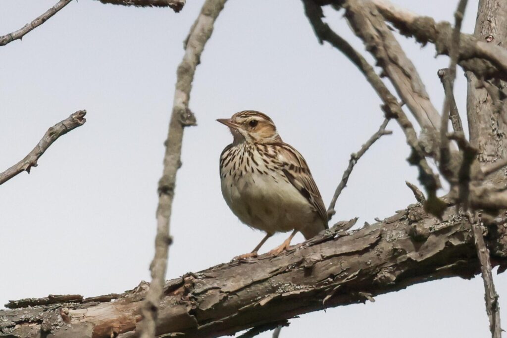 Woodlark