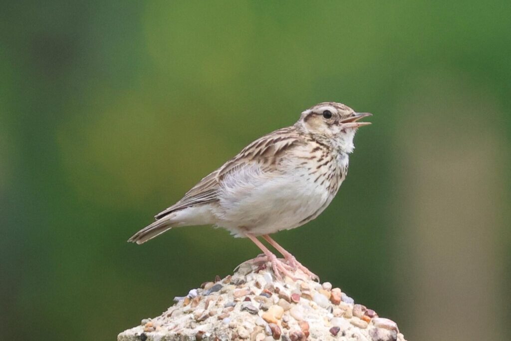 Woodlark