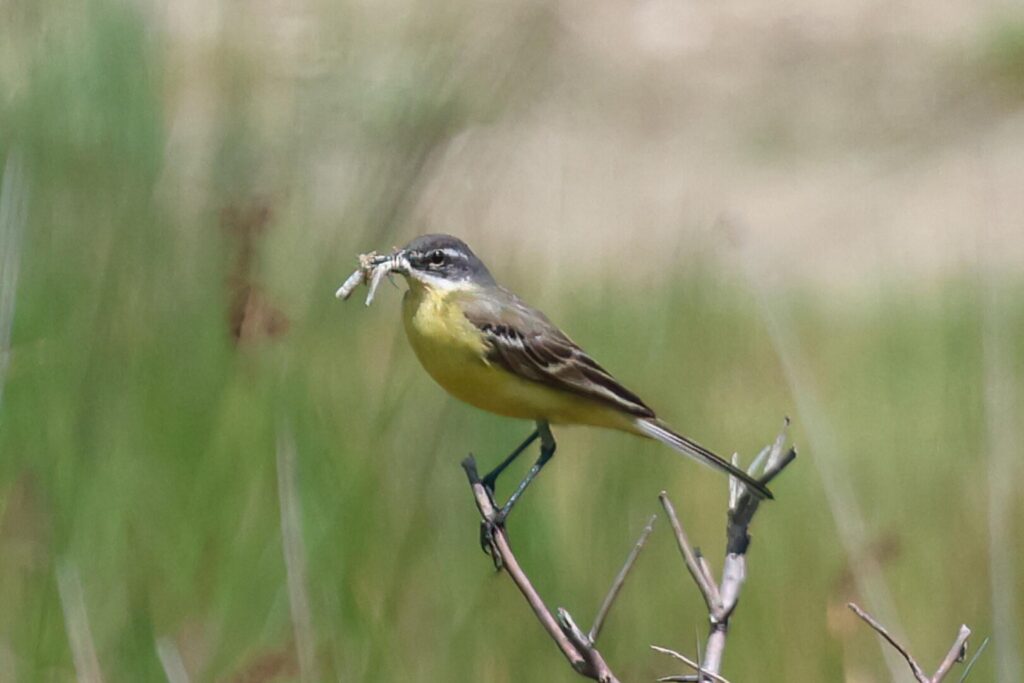 Yellow Wagtail