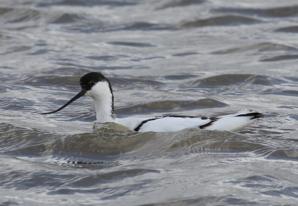 Avocet