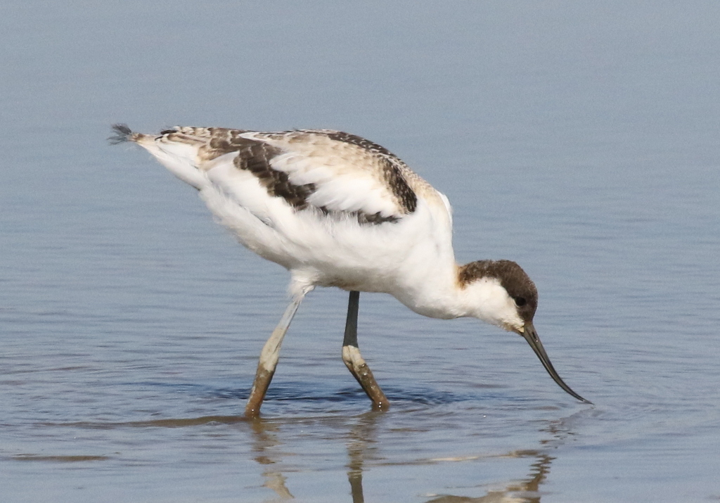 Avocet