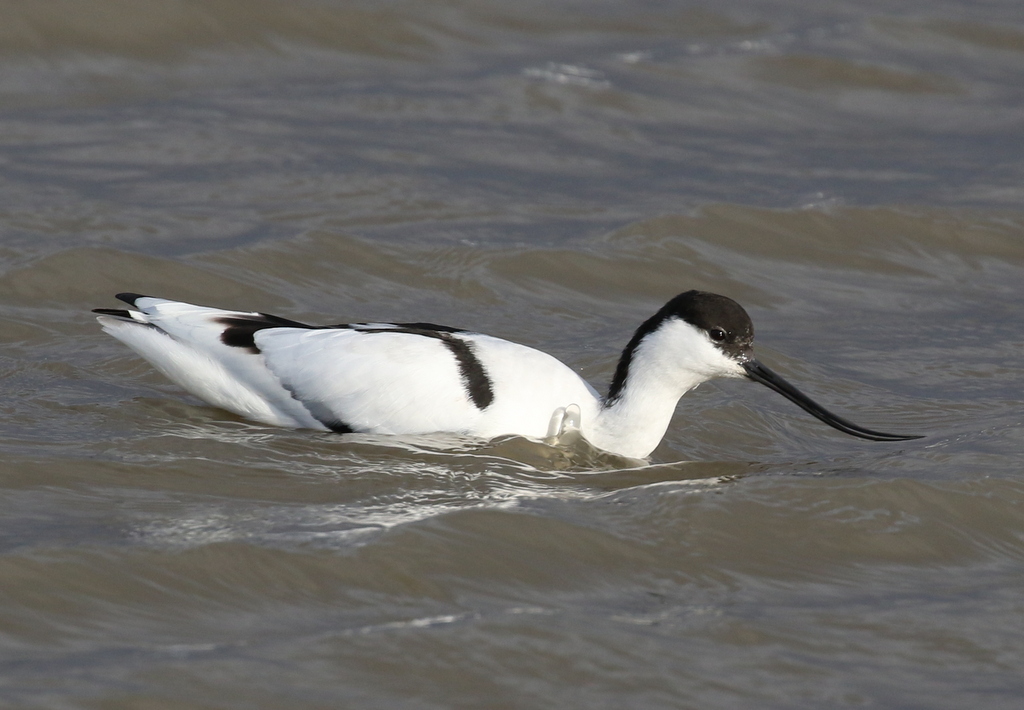 Avocet