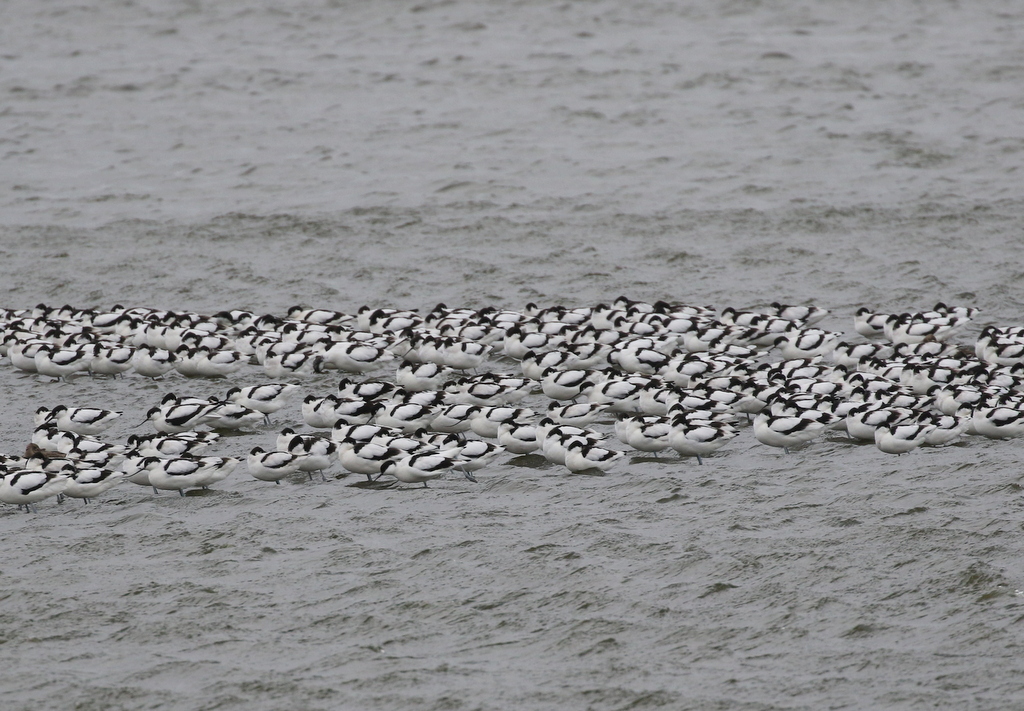 Avocets