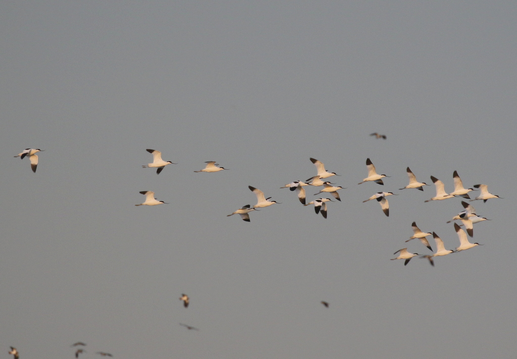 Avocets