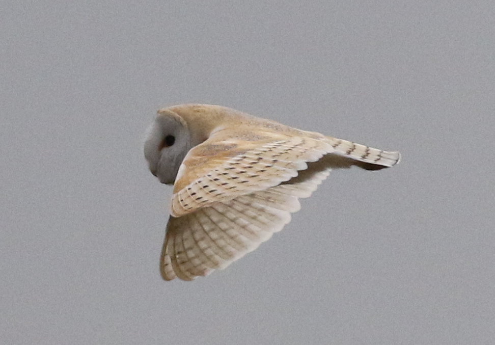 Barn Owl 1