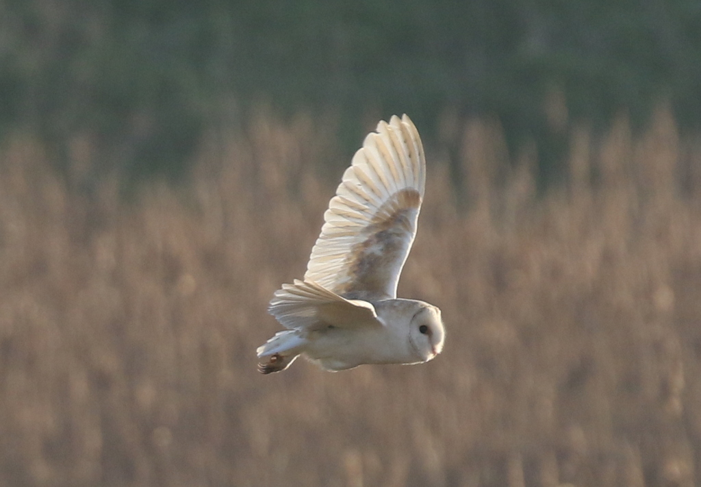 Barn Owl 1