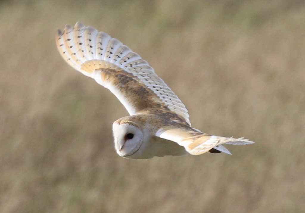 Barn Owl 1