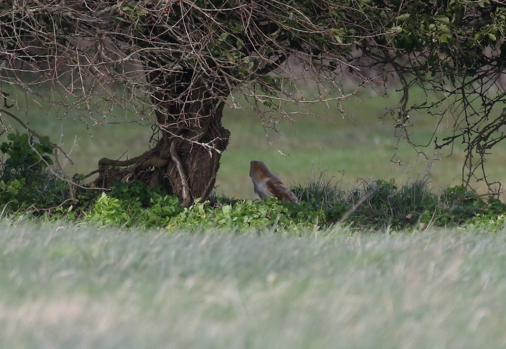 Barn Owl