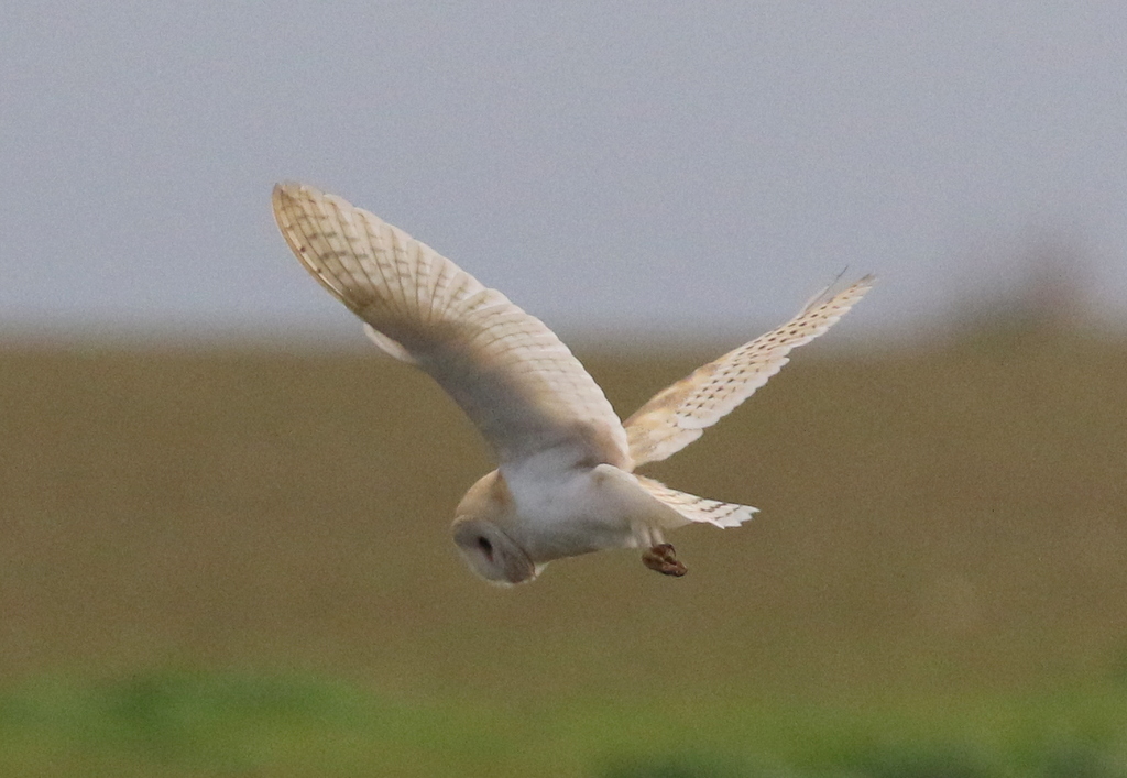 Barn Owl 2