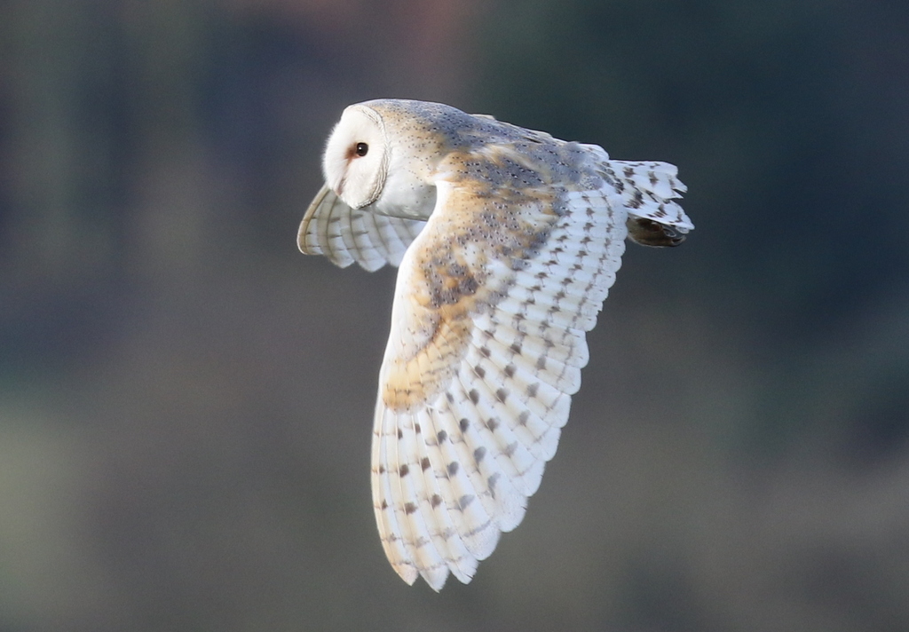 Barn Owl 2