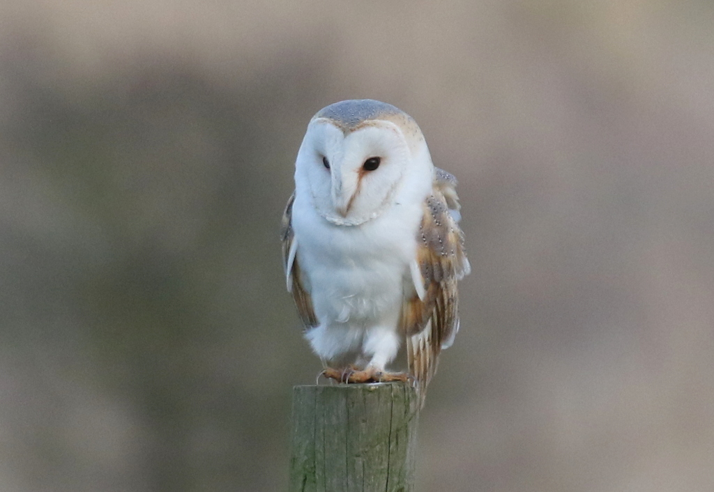 Barn Owl 2