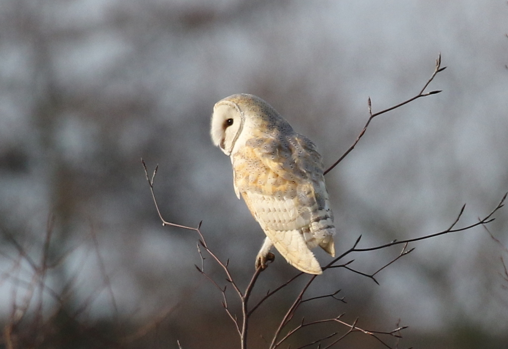 Barn Owl 3