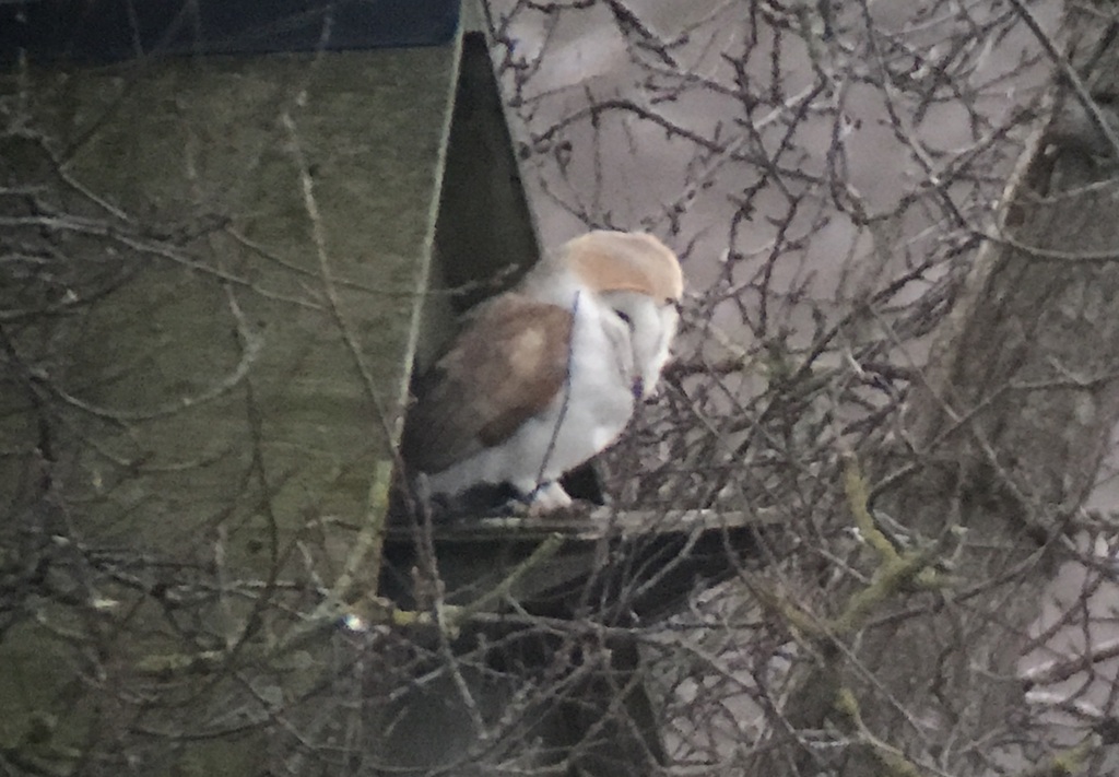 Barn Owl 3