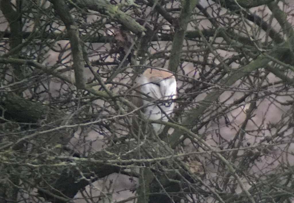 Barn Owl 5