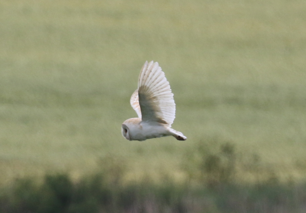 Barn Owl