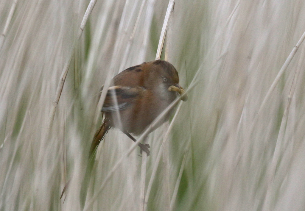 Bearded Tit