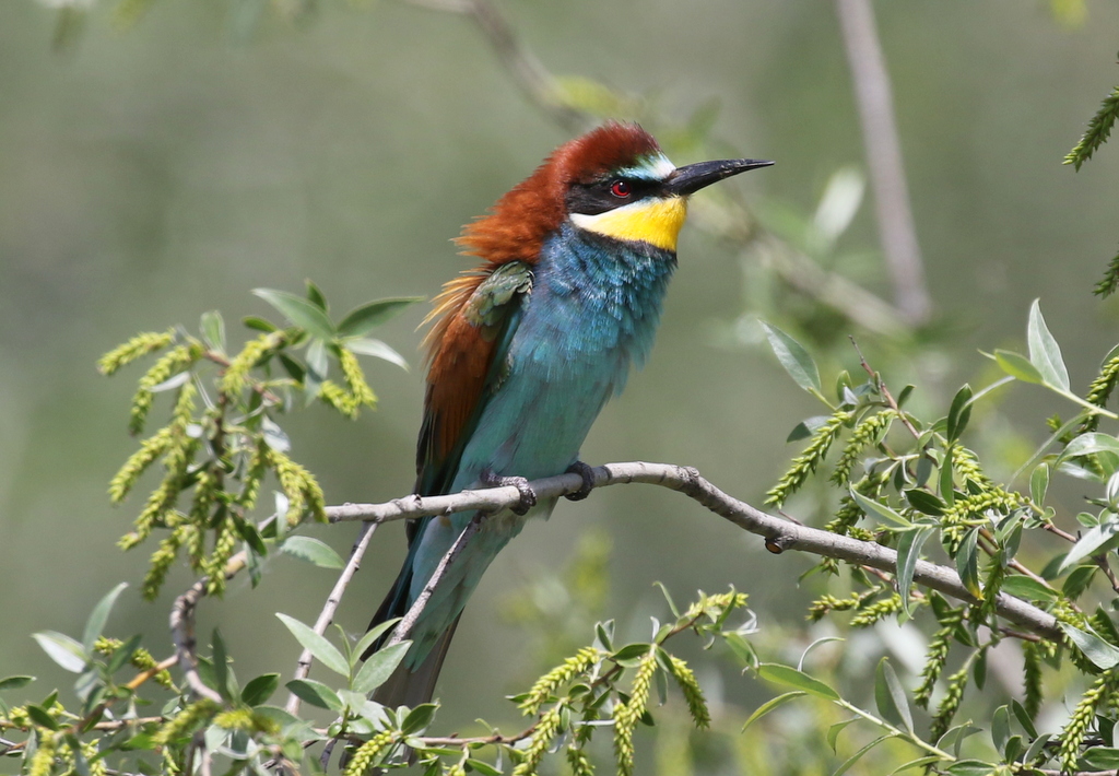 Bee-eater 1