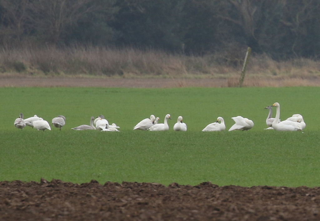 bewick's and whooper swans
