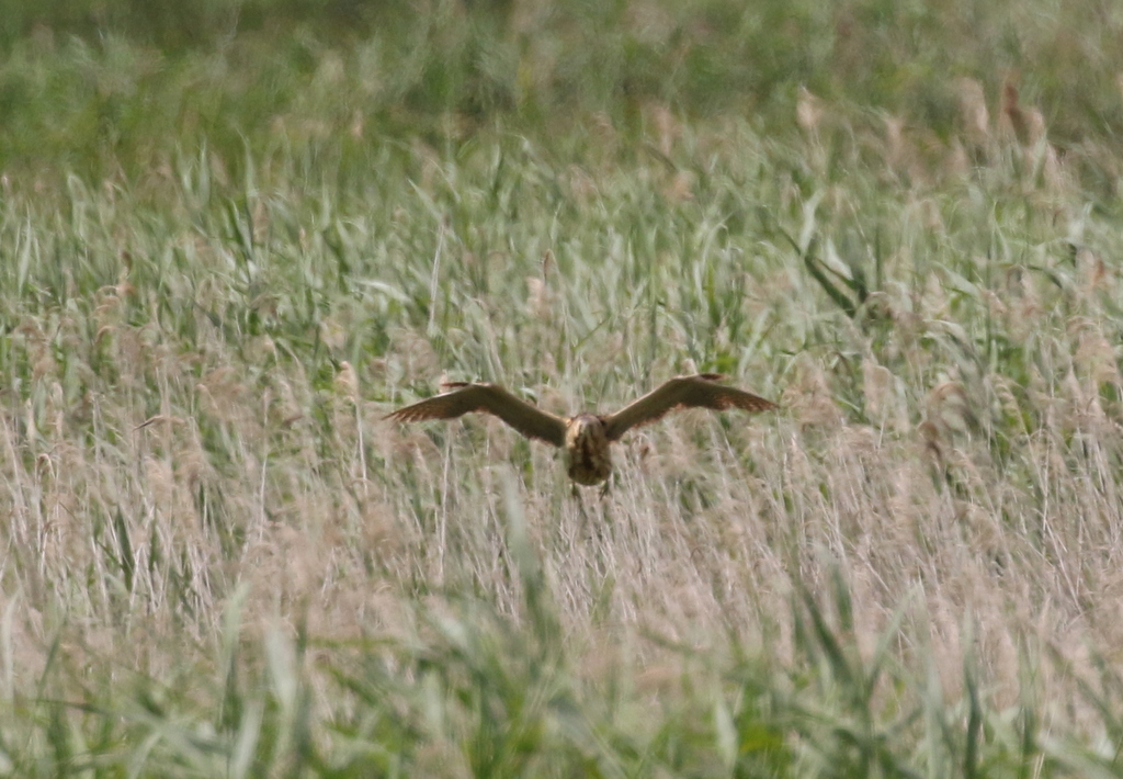 Bittern