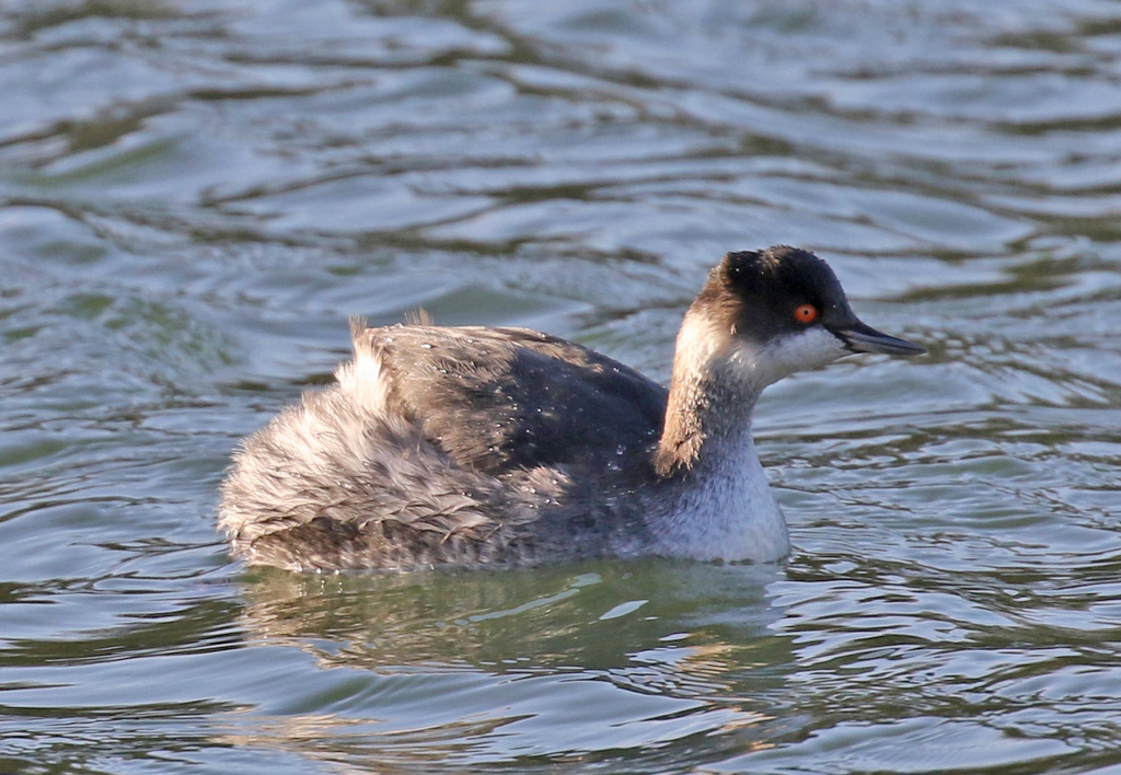 Black-necked Grebe