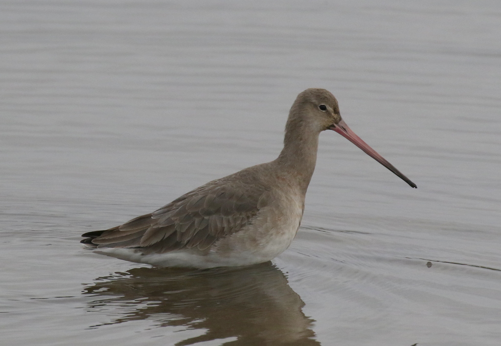 Black-tailed Godwit